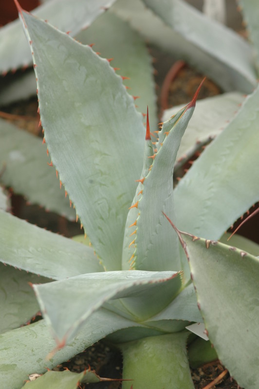 agave flexispina cnj 8704