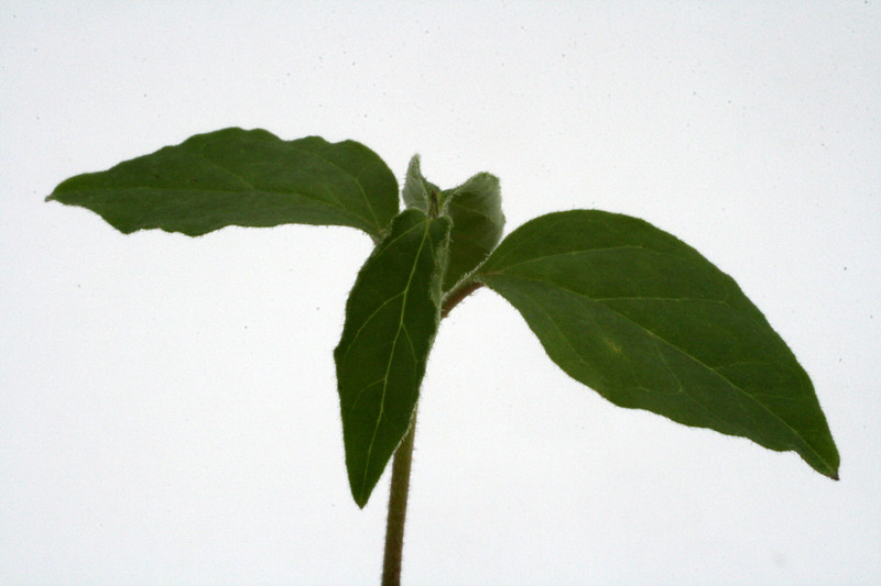 ceropegia purpurascens 0727
