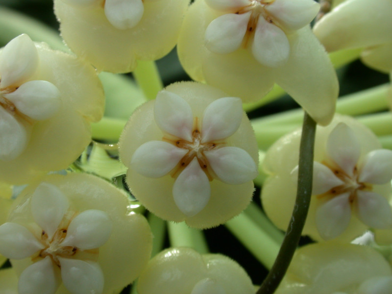 hoya pachyclada 7092 03
