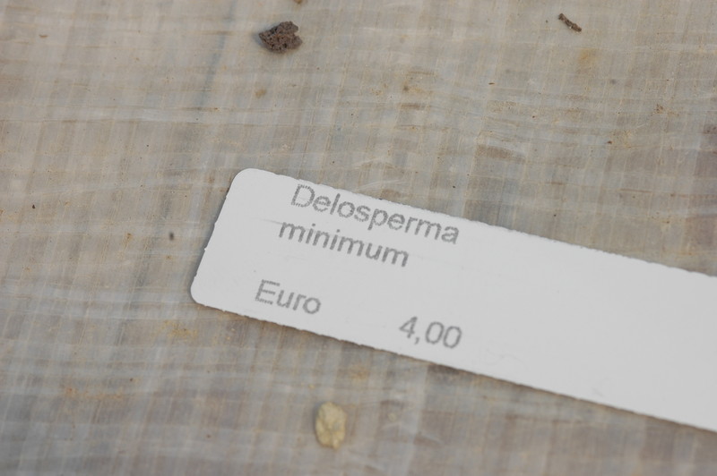 delosperma minima 1711