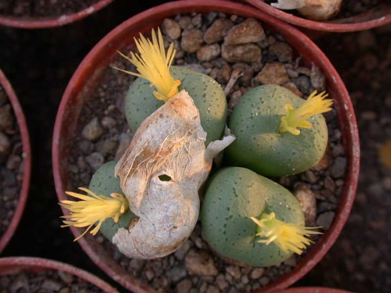 conophytum uvaeforme01