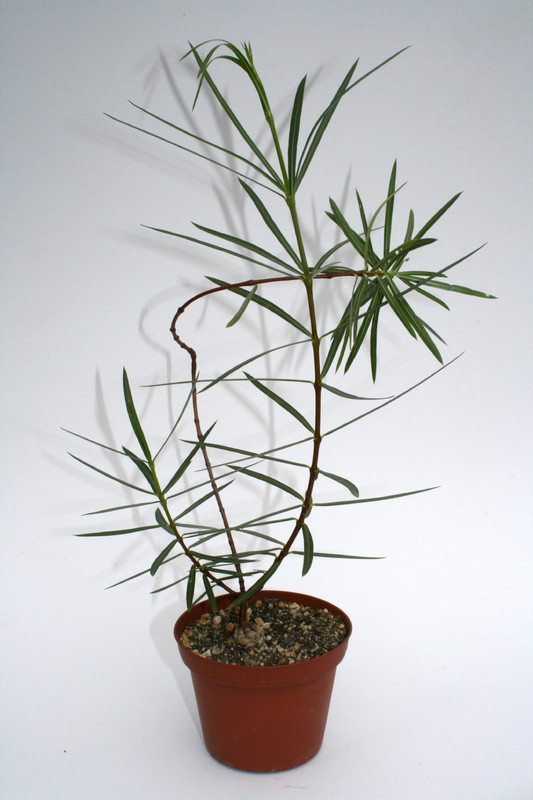 secamone sp madagaskar 4040