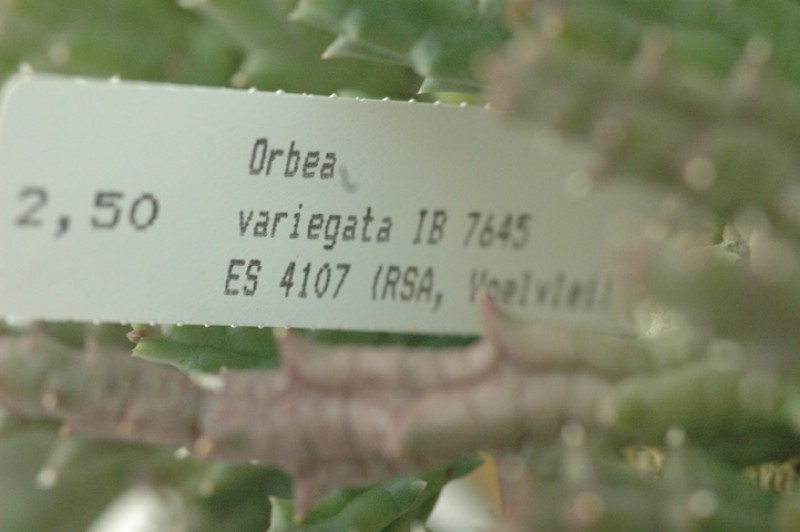 orbea variegata ib7645 02