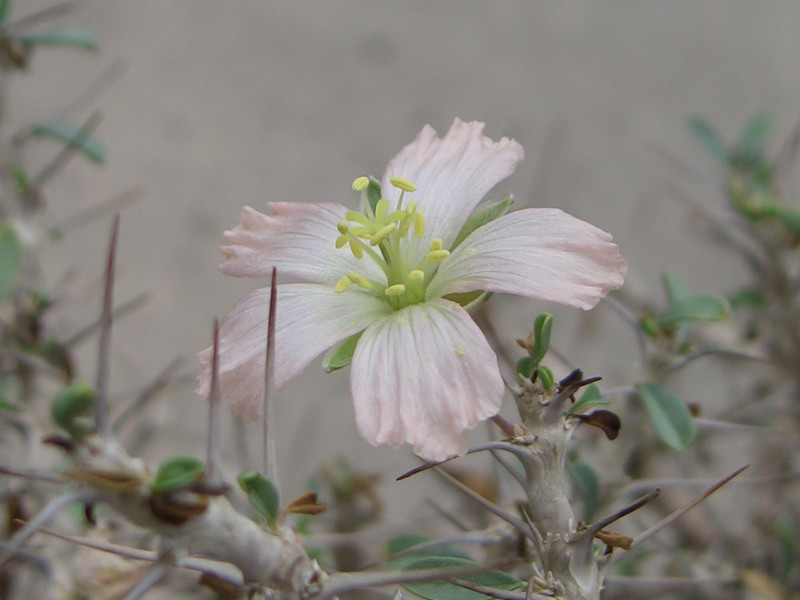 sarcocaulum salmoniflorum 0508