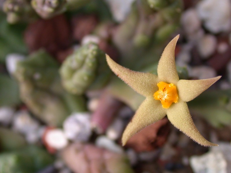 piaranthus geminatus 02