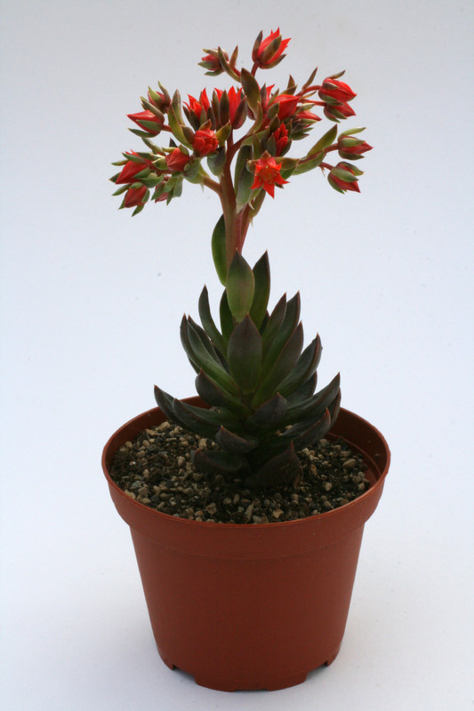 echeveria affinis schwarzer prinz 0844