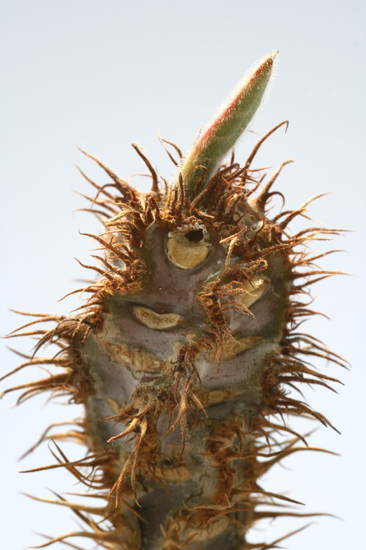 euphorbia iharanae 7890