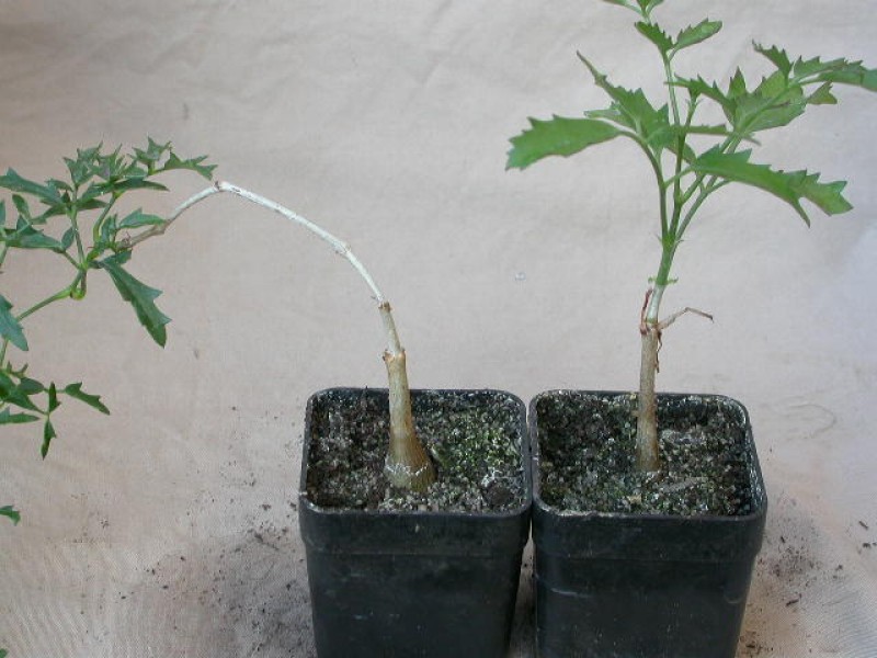 cyphostemma elephantopus