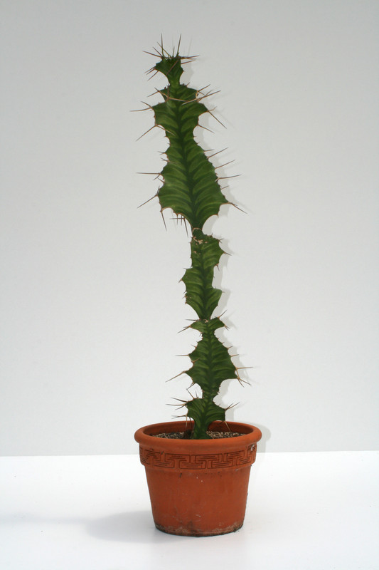 euphorbia grandicornis 70cm 3683