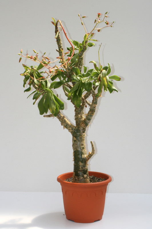 tylecodon paniculatum 90cm 3627