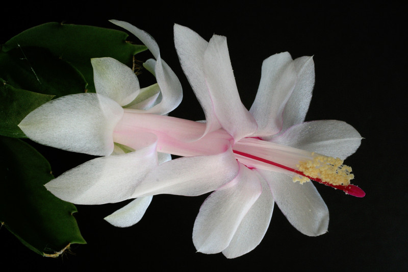 schlumbergera gina 5849