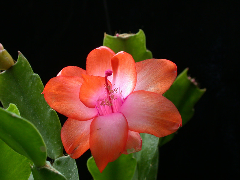 schlumbergera orange devil 05