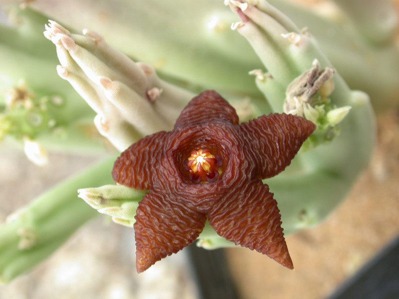 stapelia kwebensis 02