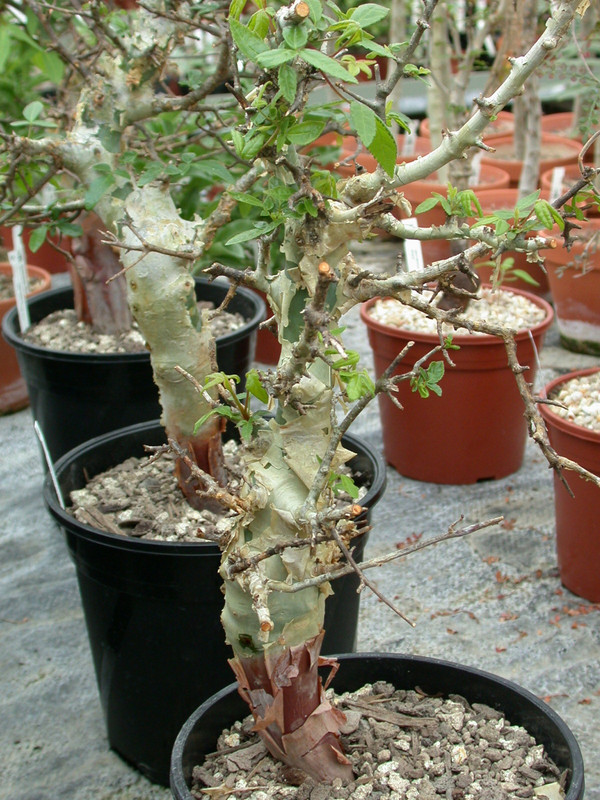 commiphora sp tanz iringa prov1