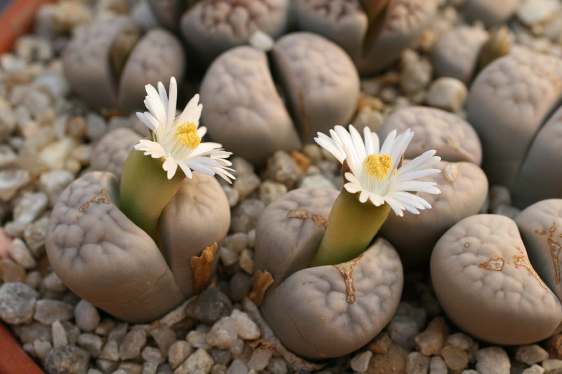 lithops karasmontana eberlanzii 69 0196