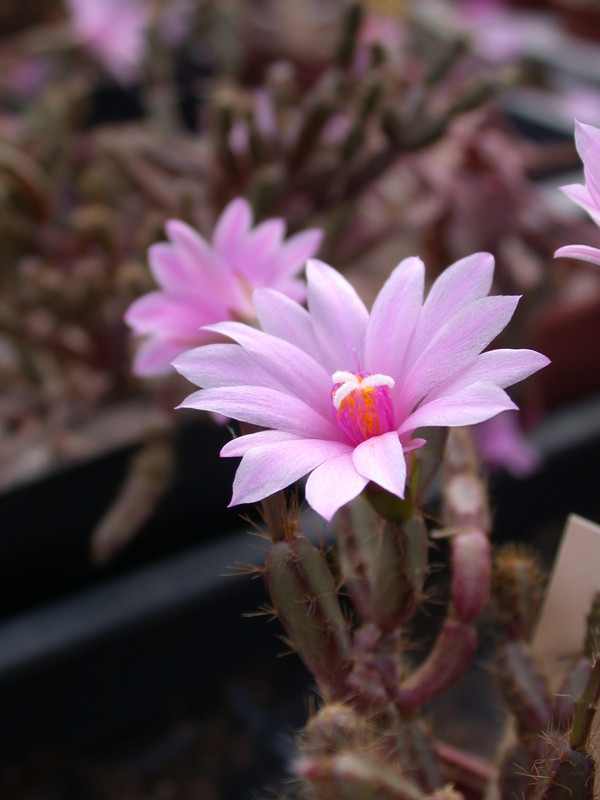 hatiora rosea 5322