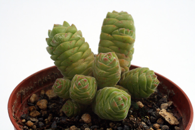 crassula columnella 0212