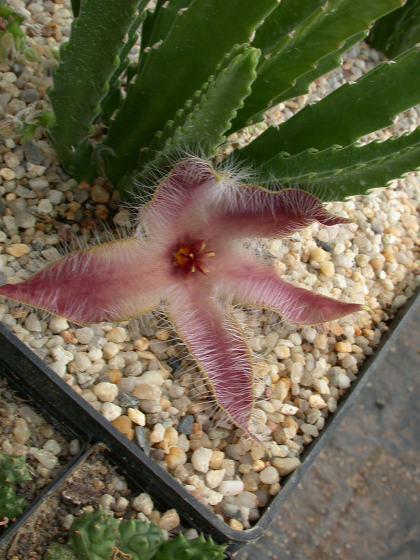 stapelia grandiflora karoo 06
