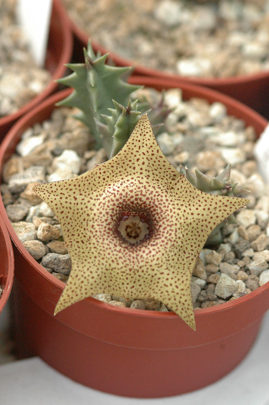 huernia brevirostris ib7580 02