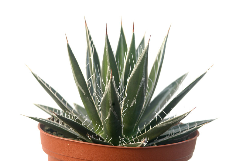 agave schidigera 8487