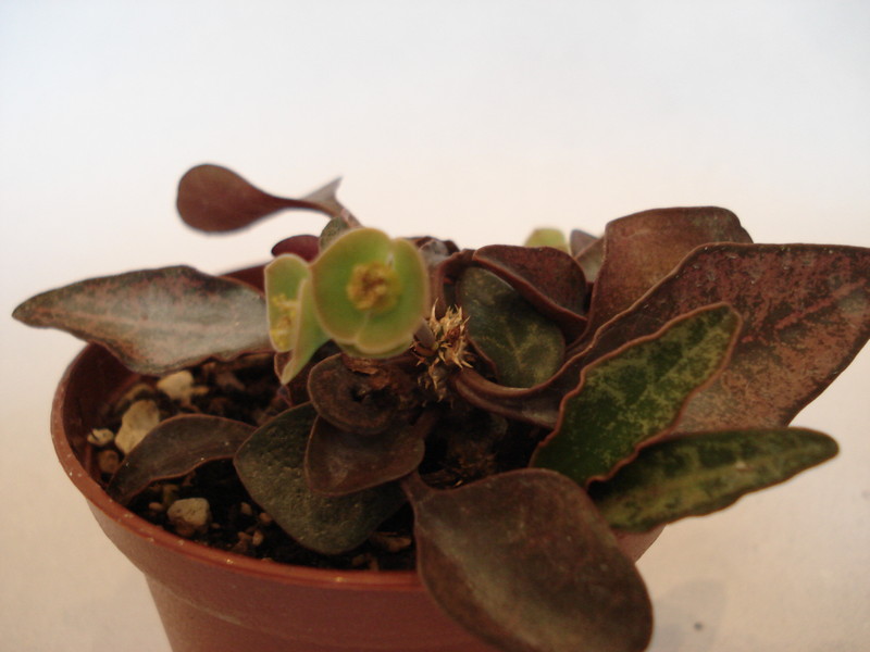 euphorbia francoisii 69