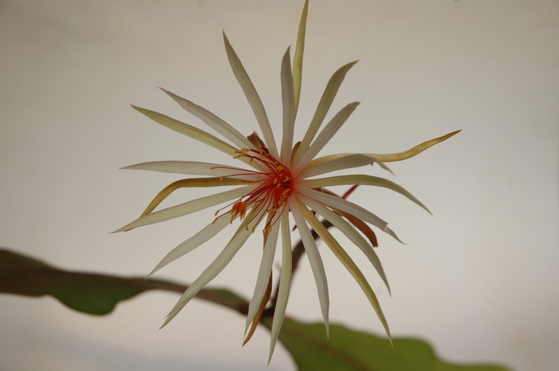 epiphyllum phyllanthus rubrocoronatum rba373 720