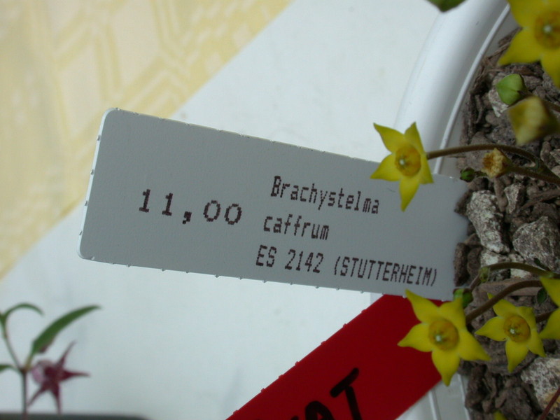 brachystelma caffrum es2142 02