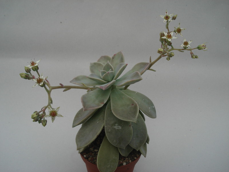 graptopetalum paraguayensis 8461