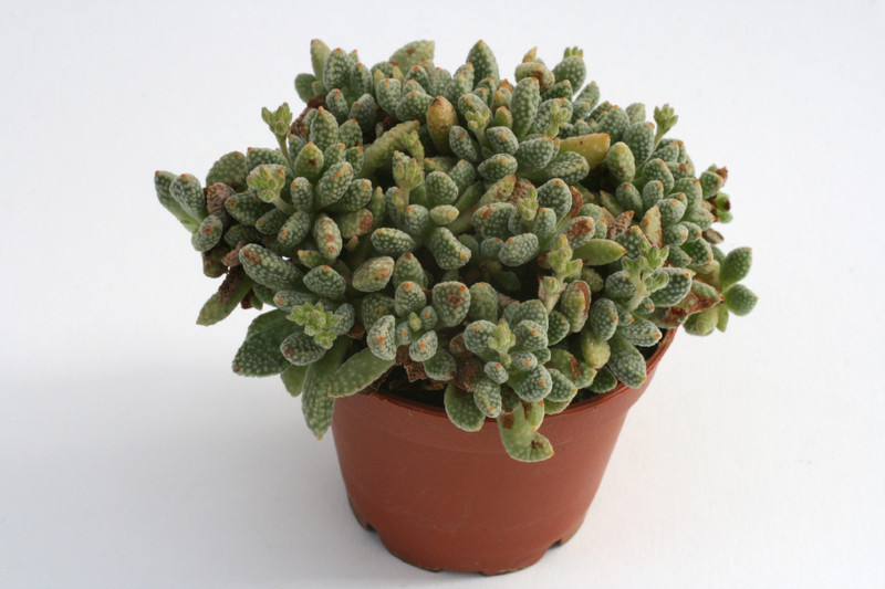 crassula ausensis titanopsis 0216