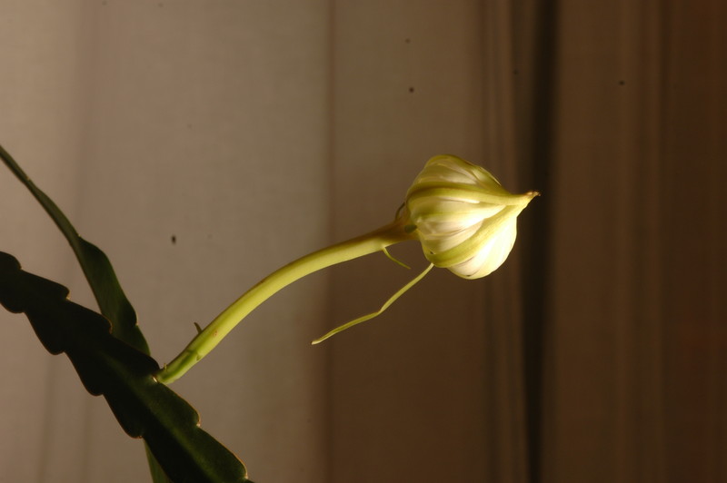 epiphyllum hookeri 07