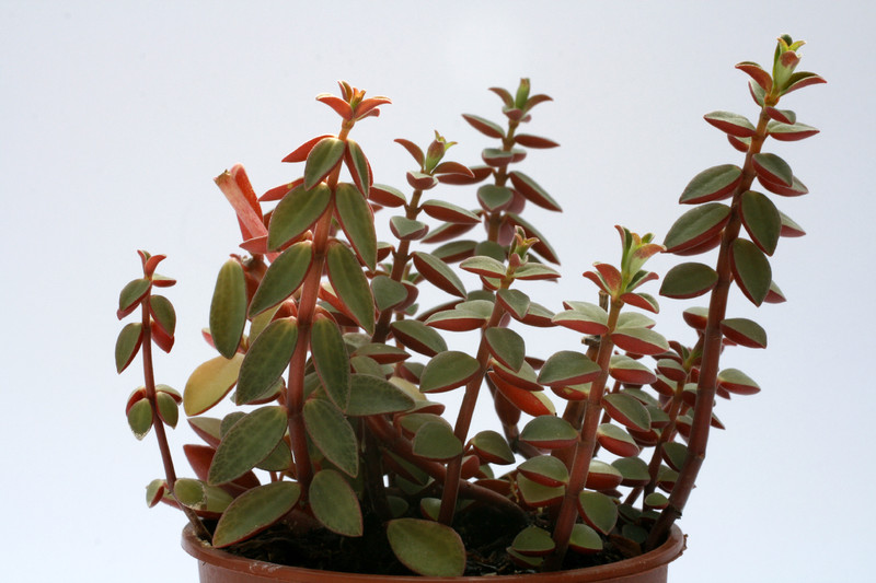 peperomia rubella 8066