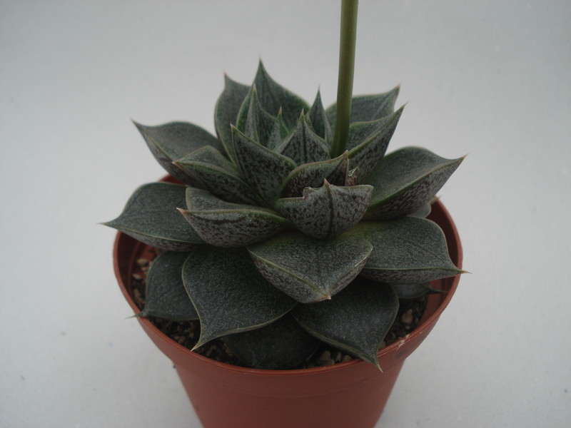 echeveria purpusorum 8362