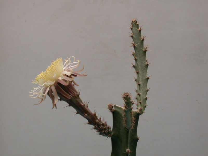 peniocereus cuixmalensis 31
