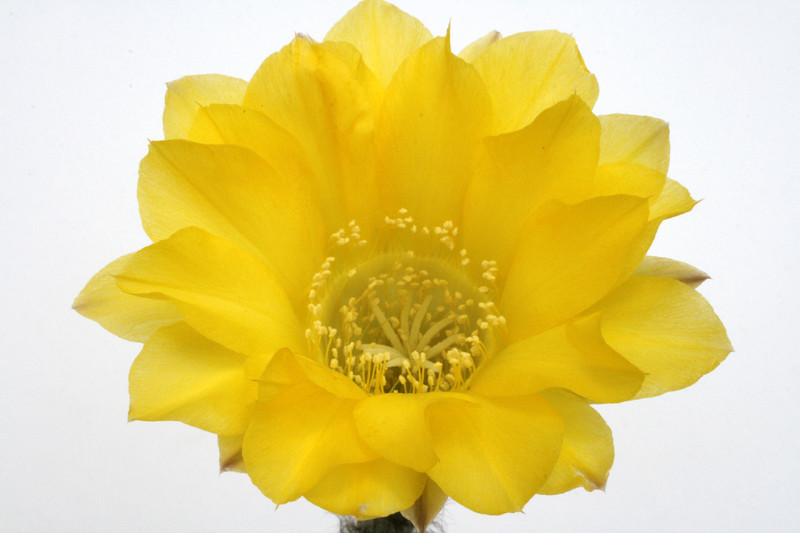 echinopsis hybr fidelia 0071