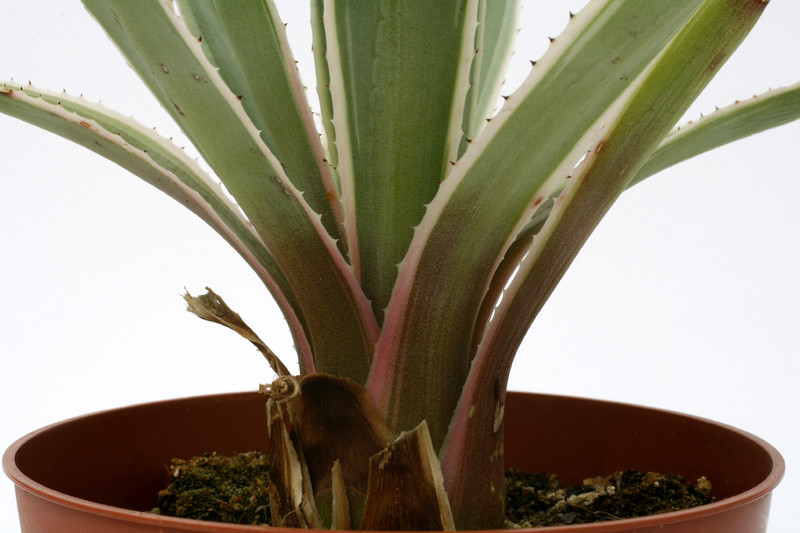 agave angustifolia marginata 0703