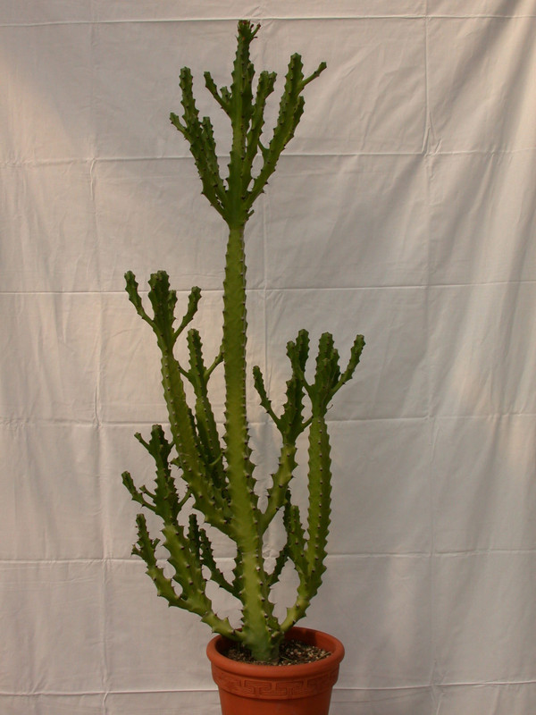 euphorbia lactea 1513