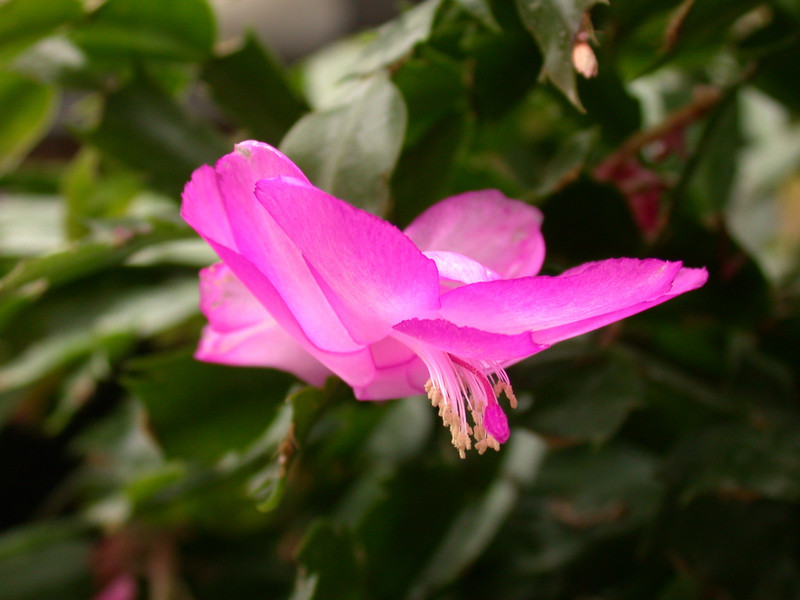 schlumbergera thor nille 01