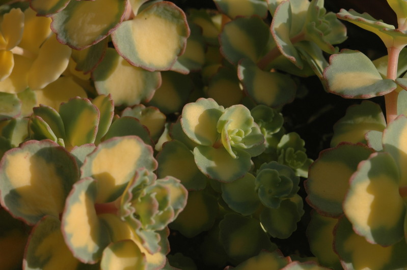 sedum sieboldii variegatum 1363