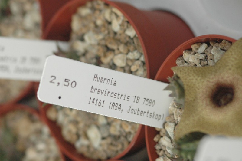 huernia brevirostris ib7580 03