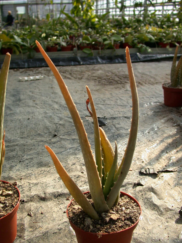 aloe vera 10 2