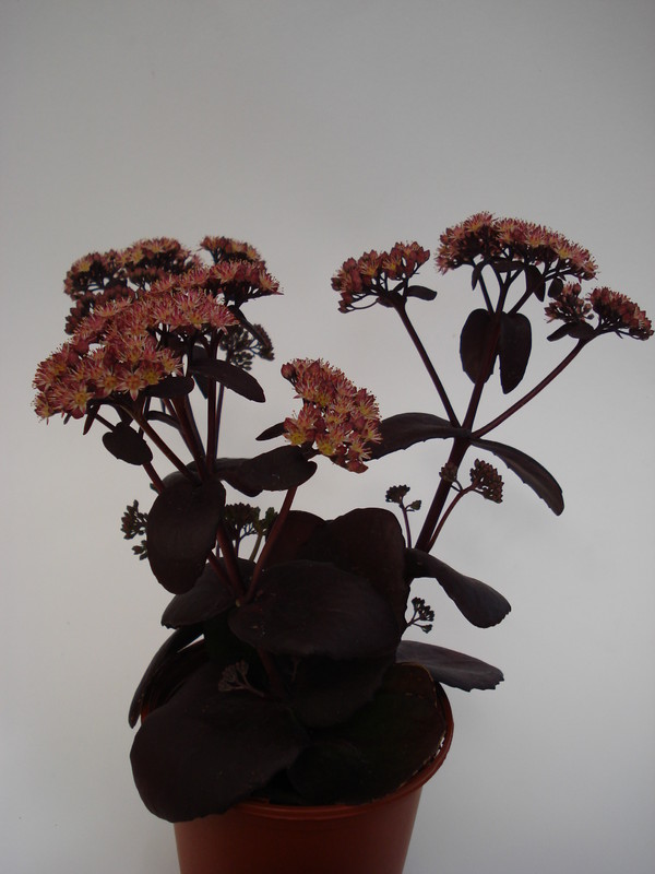 sedum purple emperor 679