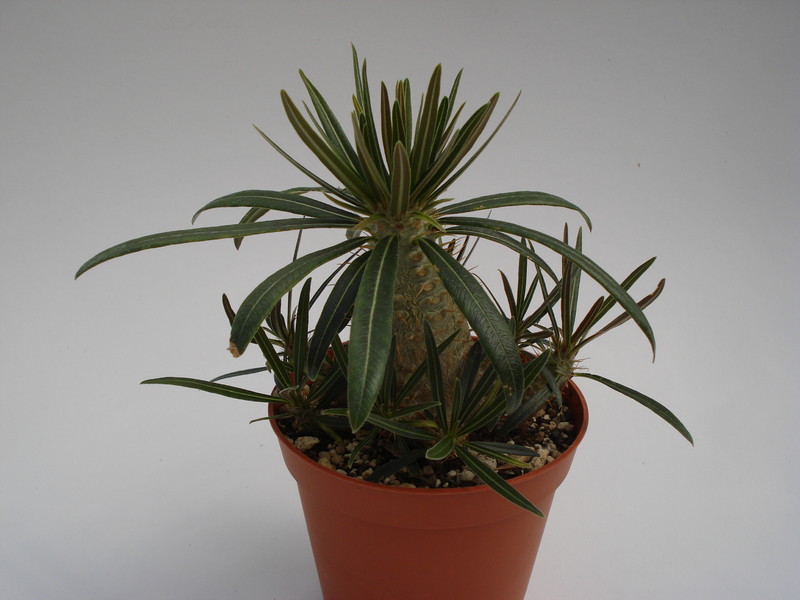 pachypodium rosulatum gracilius 733