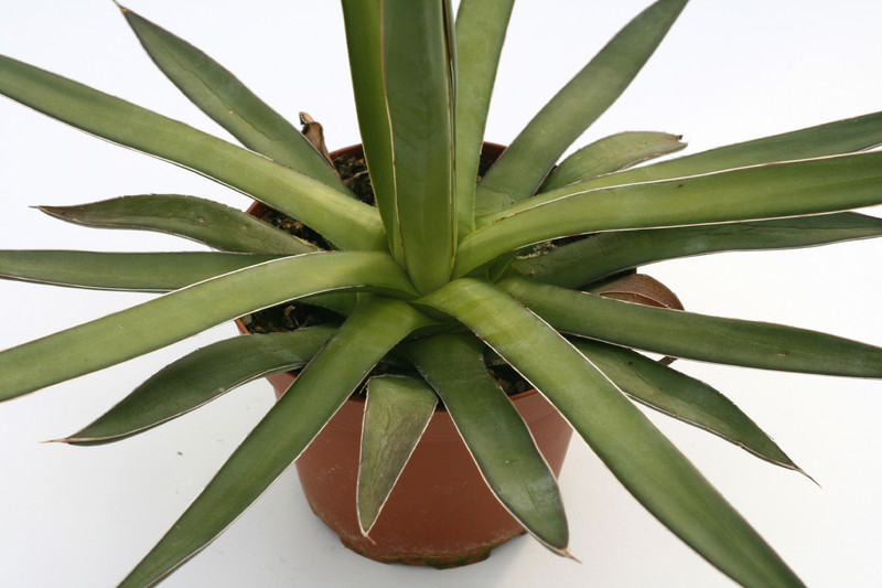 agave ocahui 7668