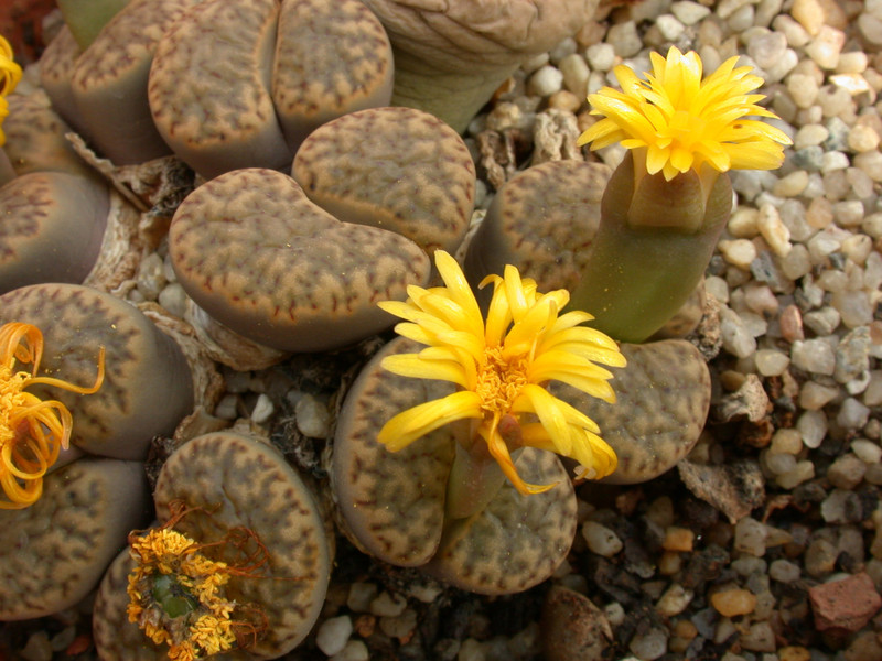 lithops bromfieldii insularis 02