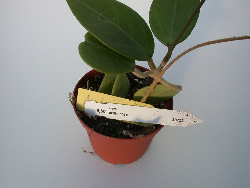 hoya acuta nova 1393