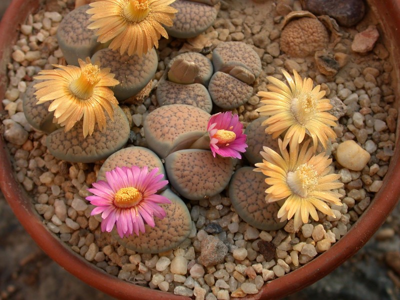 lithops verrucosa gelb rosa 03