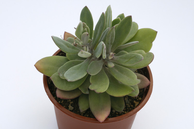 senecio sempervivioides 7820