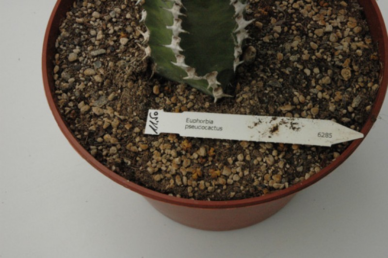 euphorbia pseudocactus 04