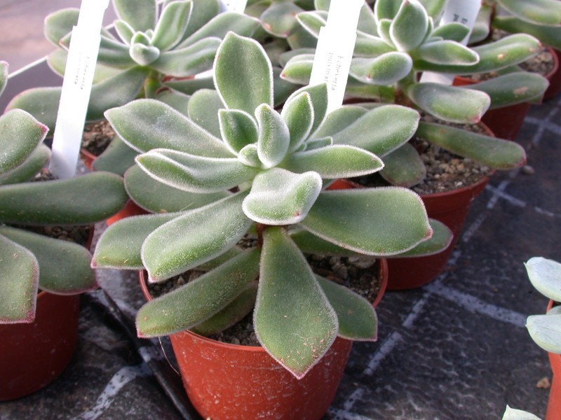 echeveria pulvianata