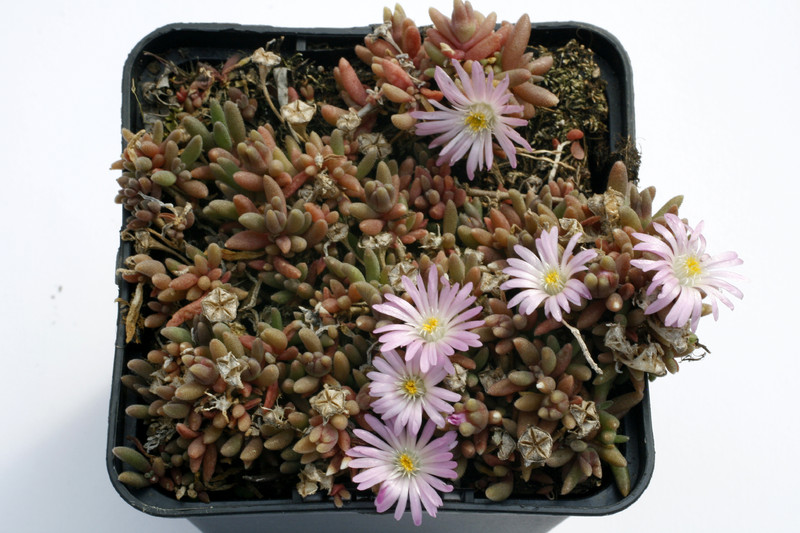 delosperma beauford west 9228